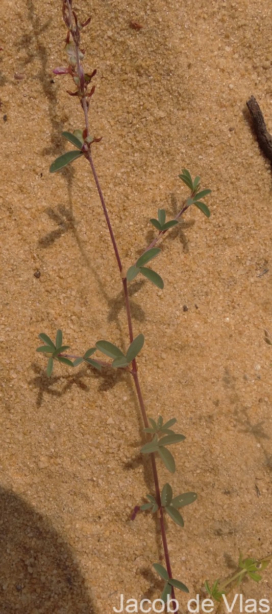 Aphyllodium biarticulatum (L.) Gagnep.